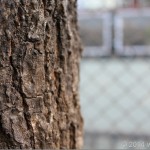 IMG_0603_thumb.jpg