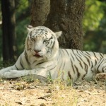 HyderabadTrip100.jpg