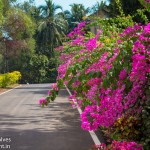 Goa-3.jpg